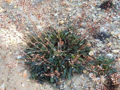 Tuberaria globulariifolia, photographed by Duarte Frade