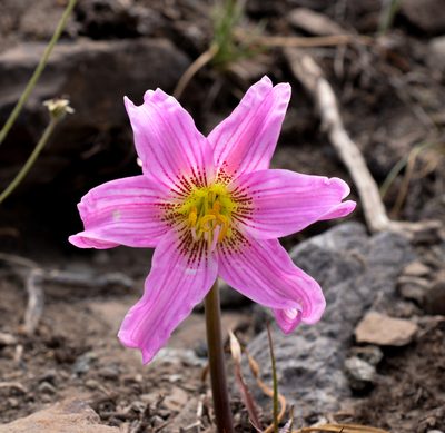 Rhodolirium montanum, photographed by Nicolás Villaseca Merino