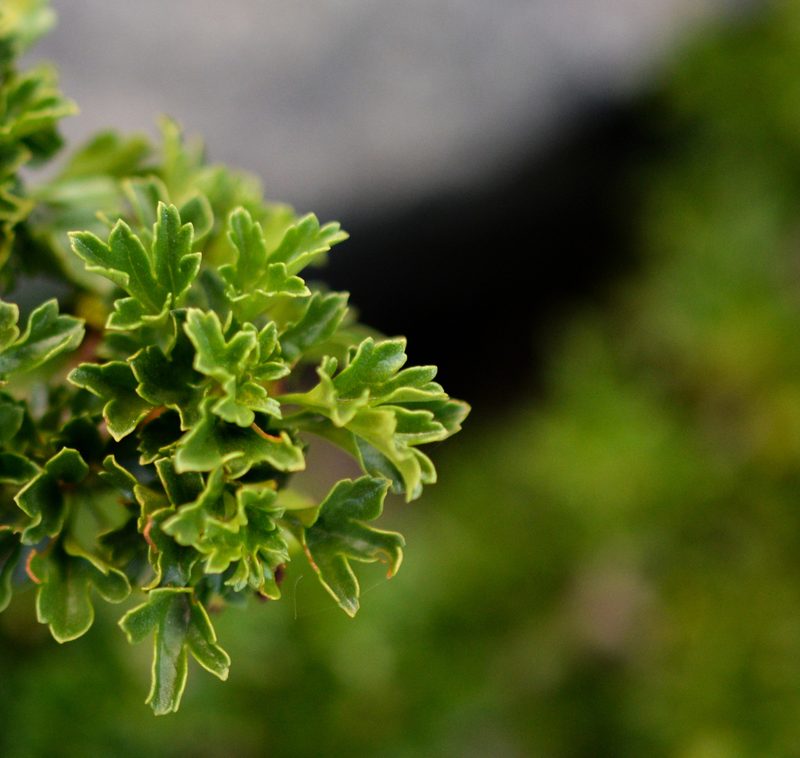 Ribes cucullatum, photographed by Nicolás Villaseca Merino