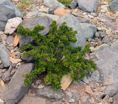 Ribes cucullatum, photographed by Nicolás Villaseca Merino