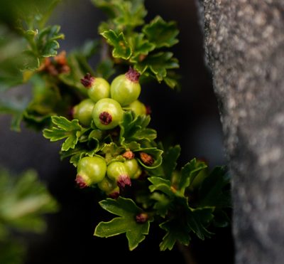 Ribes cucullatum, photographed by Nicolás Villaseca Merino