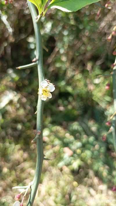 Prinsepia utilis, photographed by Ramnarayan K