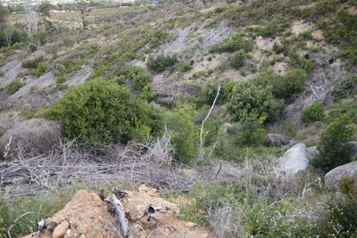 Acacia decurrens, photographed by Tony Rebelo
