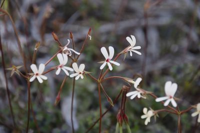 Pelargonium elongatum, photographed by Tony Rebelo