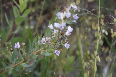 Lobostemon glaucophyllus, photographed by Tony Rebelo