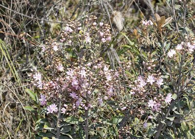 Bejaria aestuans, photographed by Steven Whitebread