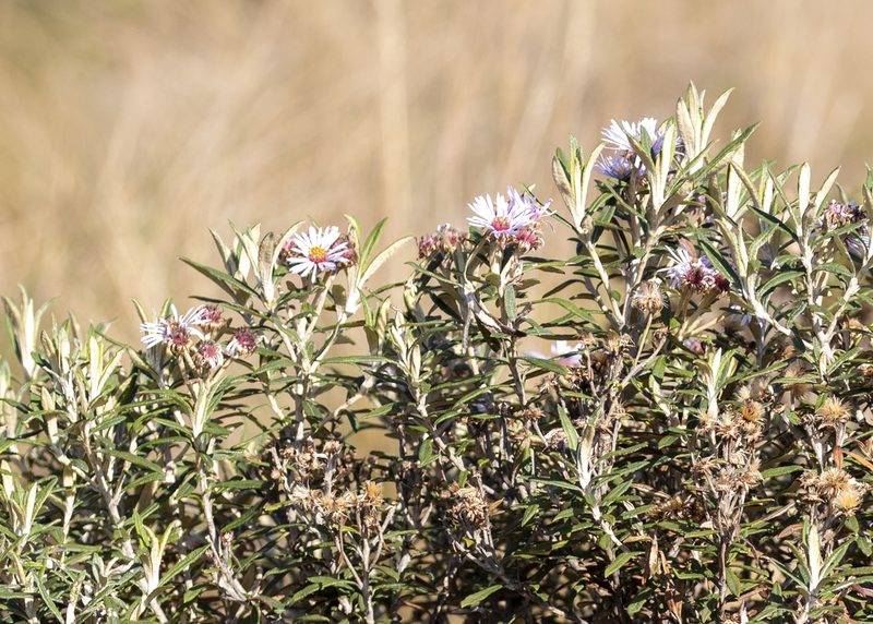 Diplostephium haenkei, photographed by Steven Whitebread