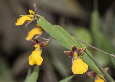 Cyrtochilum aureum, photographed by Steven Whitebread