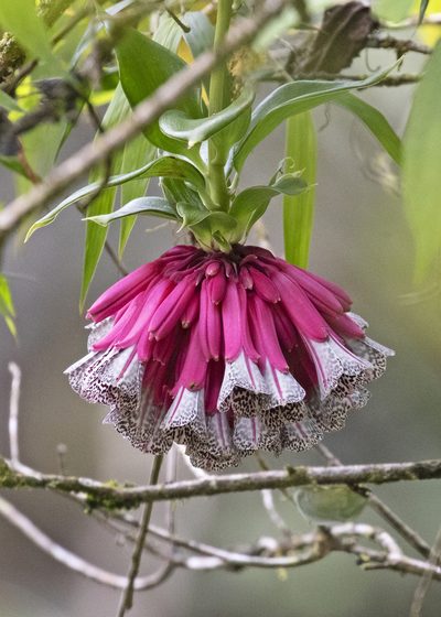 Bomarea pardina, photographed by Steven Whitebread
