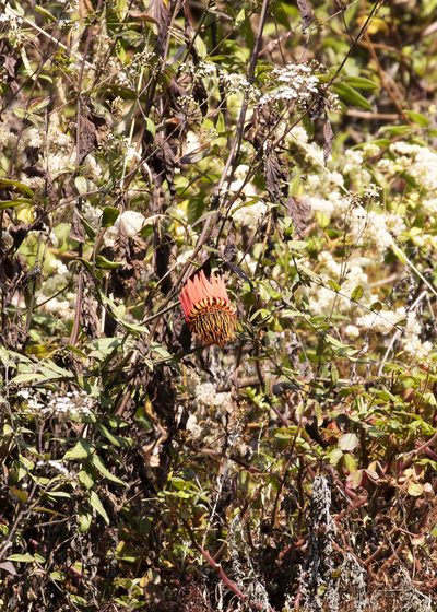 Mutisia lanata, photographed by Steven Whitebread