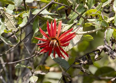 Mutisia lanata, photographed by Steven Whitebread
