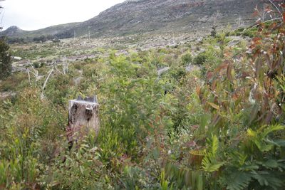 Acacia decurrens, photographed by Tony Rebelo