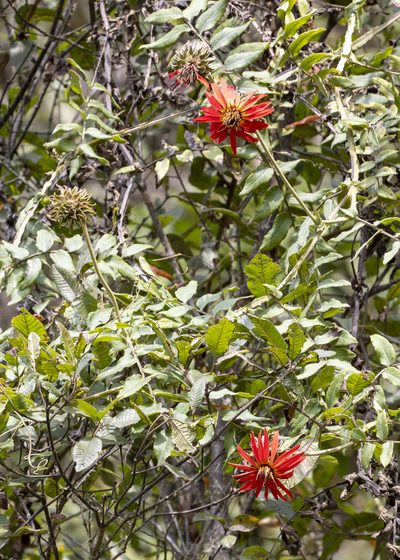 Mutisia lanata, photographed by Steven Whitebread