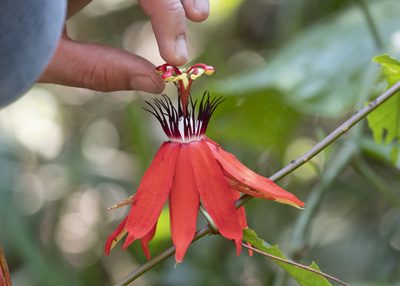 Passiflora miniata, photographed by Steven Whitebread