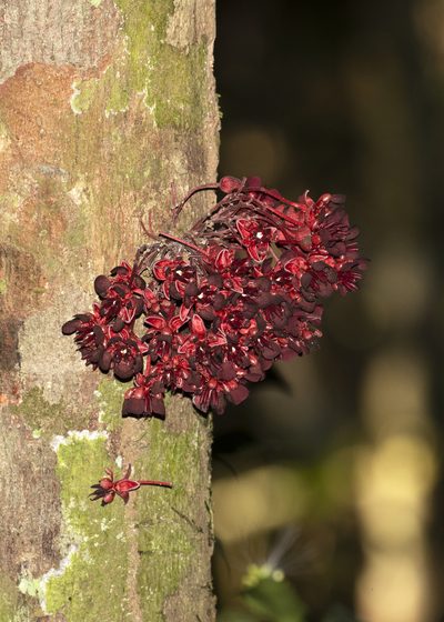 Theobroma speciosum, photographed by Steven Whitebread