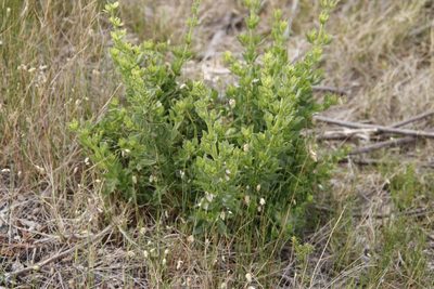 Salvia chamelaeagnea, photographed by Tony Rebelo