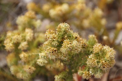 Thesium scabrum, photographed by Tony Rebelo