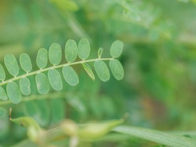 Vicia sylvatica, photographed by Evgenii Iaitskii
