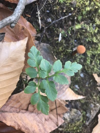 Sceptridium oneidense, photographed by Chase Mathey
