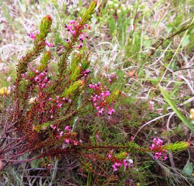 Erica rubiginosa, photographed by linkie