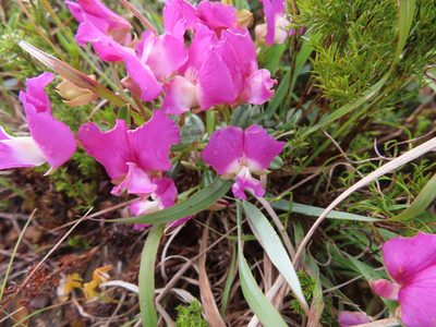 Podalyria biflora, photographed by linkie