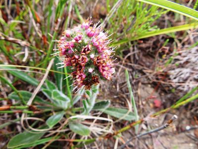 Echiostachys ecklonianus, photographed by linkie