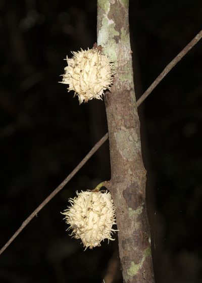 Carpotroche longifolia, photographed by Steven Whitebread