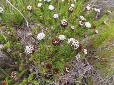 Stoebe aethiopica, photographed by linkie