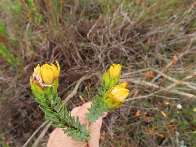 Lachnaea aurea, photographed by linkie