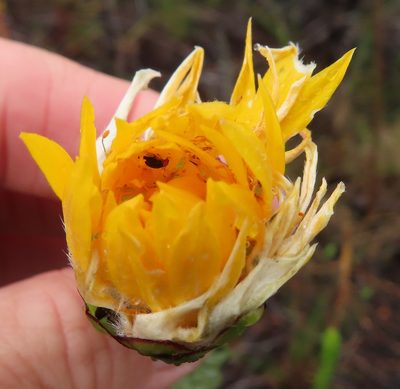 Lachnaea aurea, photographed by linkie