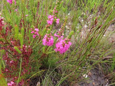 Erica longiaristata, photographed by linkie