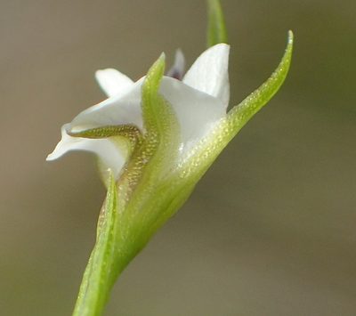 Psoralea vlokii, photographed by Nicola van Berkel