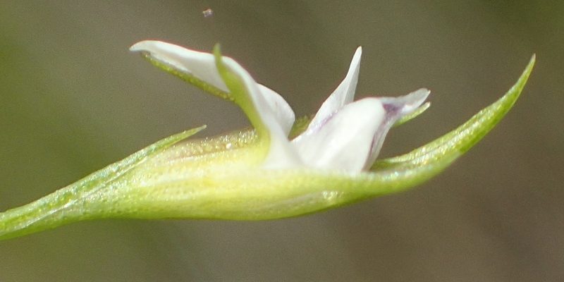 Psoralea vlokii, photographed by Nicola van Berkel