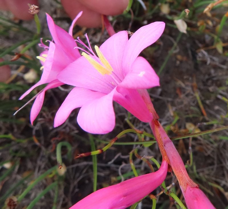 Watsonia laccata, photographed by linkie