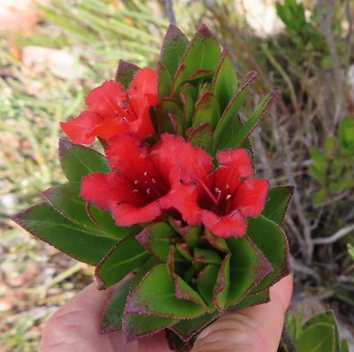 Lobostemon sanguineus, photographed by linkie