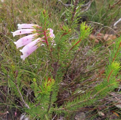 Erica regia, photographed by linkie