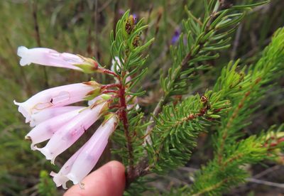 Erica regia, photographed by linkie
