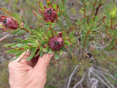 Leucadendron modestum, photographed by linkie
