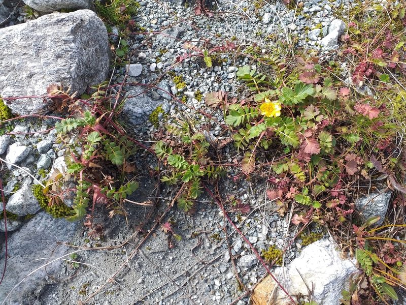Geum reptans, photographed by Riccardo Guarino