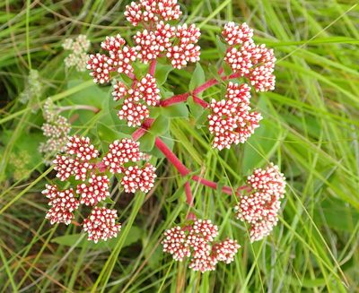 Crassula natalensis, photographed by Peter Warren