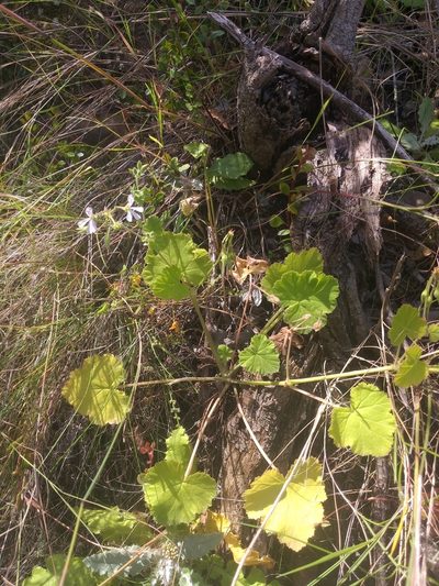 Pelargonium odoratissimum, photographed by kevin koen