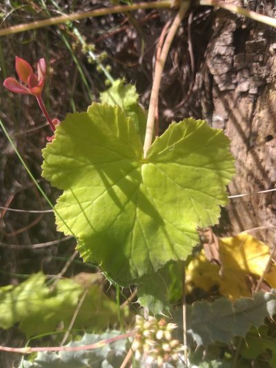 Pelargonium odoratissimum, photographed by kevin koen
