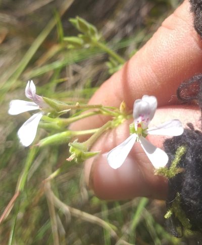 Pelargonium odoratissimum, photographed by kevin koen