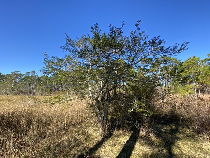 Ilex myrtifolia, photographed by Alan Weakley
