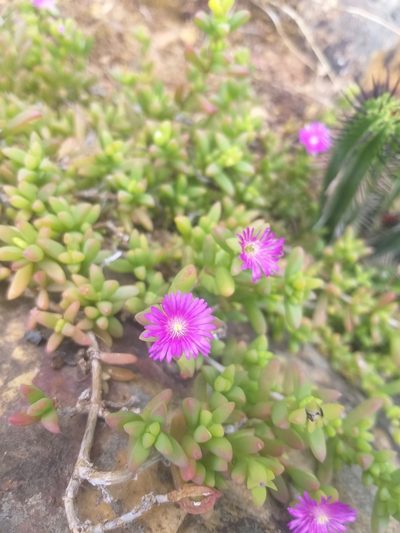 Delosperma peersii, photographed by kevin koen