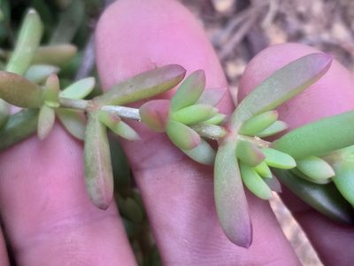 Delosperma peersii, photographed by kevin koen