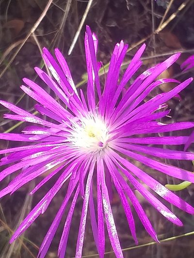 Lampranthus coralliflorus, photographed by kevin koen