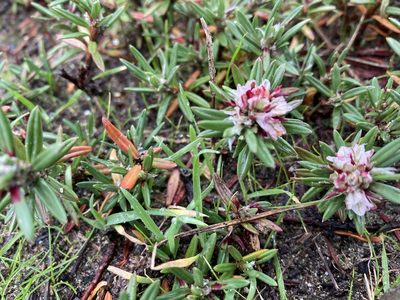 Polygonum paronychia, photographed by Caleb Catto