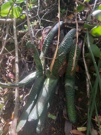 Gasteria carinata, photographed by kevin koen