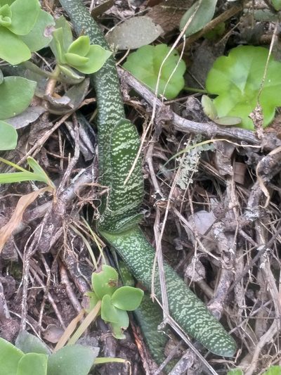 Gasteria carinata, photographed by kevin koen